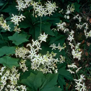 Marah macrocarpus, West of Prisoners Harbor, Santa Cruz Island