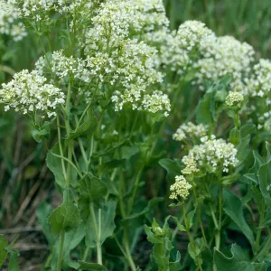 Cardaria draba, base of Centinela grade, Santa Cruz Island