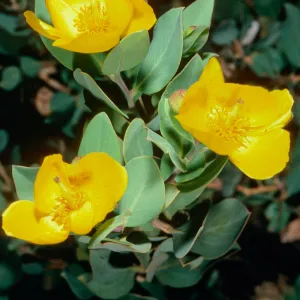 Dendromecon rigida harfordii, Islay Canyon, Santa Cruz Island
