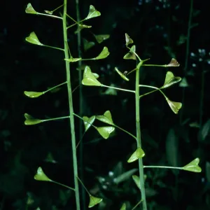 Capsella bursa-pastoris, field station, Santa Cruz Island