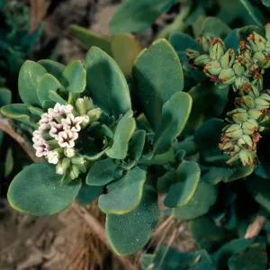 Heliotropium curassavicum, , mouth of Johnson Canyon, Santa Cruz Island