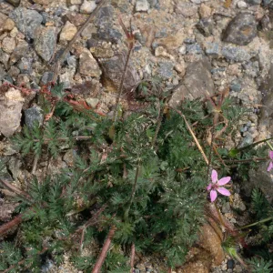Erodium cicutarium, Christy Beach, Santa Cruz Island