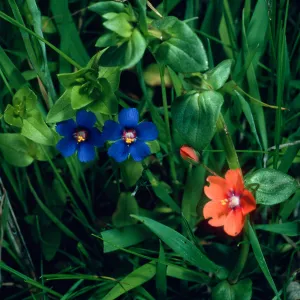 Anagallis arvensis, blue & salmon forms, road to Echo Lake, Catalina Island