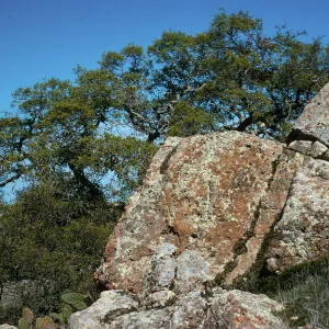 Quercus pacifica, along road to Little Harbor, Catalina Island