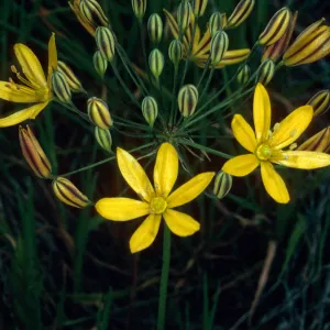 Bloomeria crocea, East side of Catalina Harbor, Catalina Island