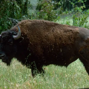 bison, Cottonwood Canyon, Catalina Island