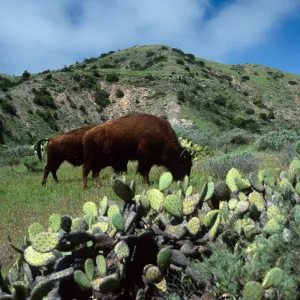 bison, Cape Canyon, Catalina Island