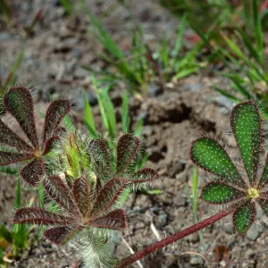 Lupinus hirsutissimus, Cape Canyon, Catalina Island
