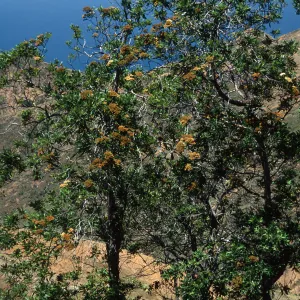 Lyonothamnus floribundus,, Northwest side of Silver Peak, Catalina Island