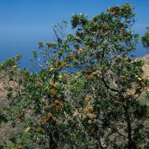 Lyonothamnus floribundus,, Northwest side of Silver Peak, Catalina Island