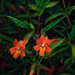Mimulus puniceus, Catalina Island