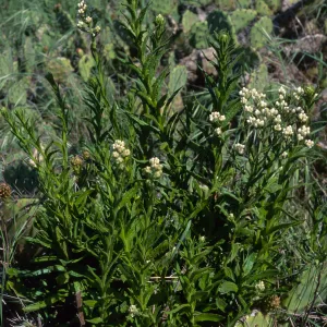 Gnaphalium californicum, above Empire Landing, Catalina Island