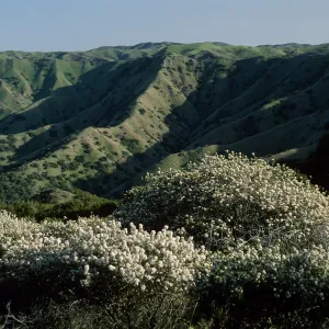Ceanothus megacarpus insularis, Catalina Island