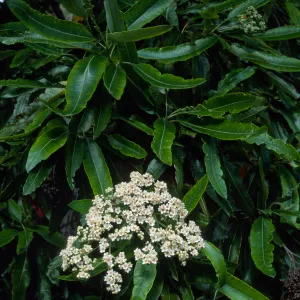 Lyonothamnus floribundus floribundus, Wrigley Garden, Catalina Island