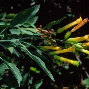 Nicotiania glauca, Silver Canyon, Catalina Island