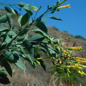 Nicotiania glauca, Cherry Cove, Catalina Island