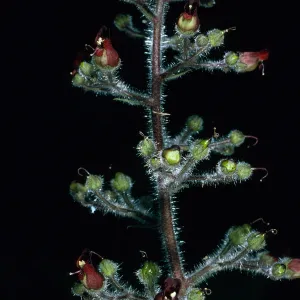 Scrophularia villosa, Avalon canyon, Catalina Island