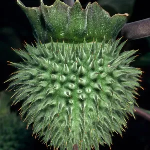 Datura wrightii, Santa Barbara Botanic Garden