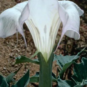 Datura wrightii, Joshua Tree