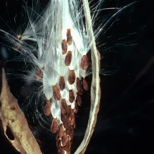 Asclepias fascicularis, Tunnel Road. Santa Barbara County