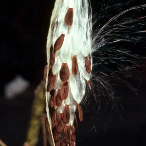 Asclepias fascicularis, Tunnel Road, Santa Barbara County