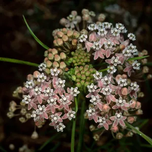 Asclepias fascicularis, Santa Barbara Botanic Garden
