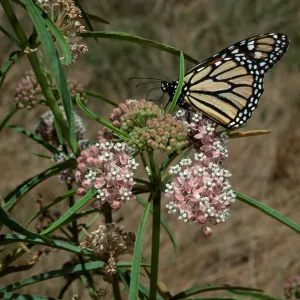 Asclepias fascicularis & Monarch Butterfly, Cherry Cove, Catalina Isl.