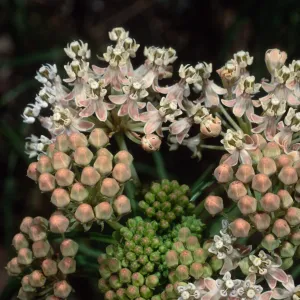 Asclepias fascicularis, Santa Barbara Botanic Garden