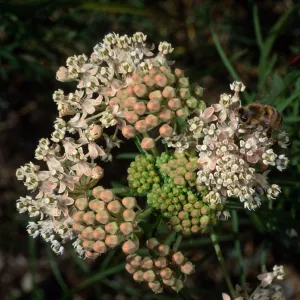 Asclepias fascicularis & Honey Bee, Santa Barbara Botanic Garden