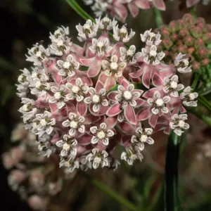 Asclepias fascicularis + ants, Cherry Cove, Catalina Island