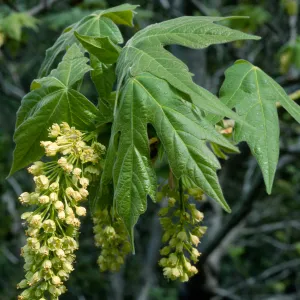 Acer macrophyllum, West fork of Cold Springs Trail, Santa Ynez Mountains