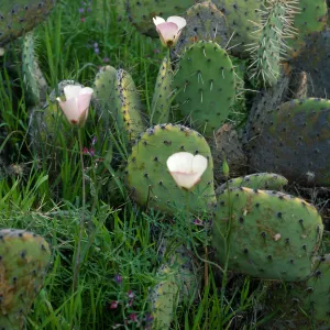 Calochortus catalinae, Opuntia oricola, Lupinus truncatus, above Toyon Bay, Catalina Island