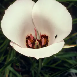 Calochortus catalinae, road to West end, Santa Cruz Island