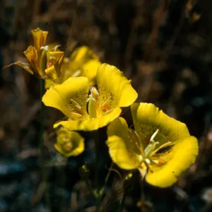 Calochortus luteus, road to Coches Prietos, Santa Cruz Island