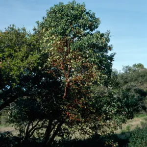 Arbutus menziesii, Refugio Pass, Santa Barbara County