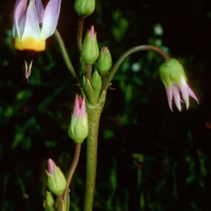 Dodecatheon, Santa Cruz Island, SC-2140