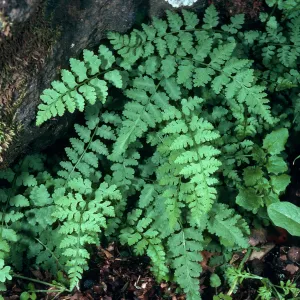 Athryrium filix-femina, SC-484, ¾ mile North-Northwest of Picacho Diablo, Santa Cruz Island