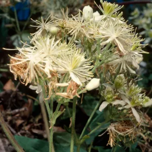 Clematis ligusticifolia, Willows Beach, Santa Cruz Island