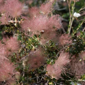 Fallugia paradoxa, Desert Section, Santa Barbara Botanic Garden