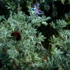 Arctiidae Caterpillars on Lupinus bicolor, near Malo, San Clemente Isl.
