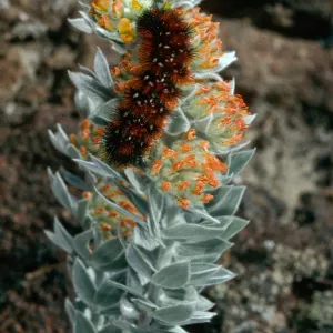 Arctiidae Caterpillar on Lotus argophyllus adsurgens, Sierra ridge, San Clemente Island