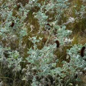 Arctiidae Caterpillars on Lupinus bicolor, near Malo, San Clemente Isl.