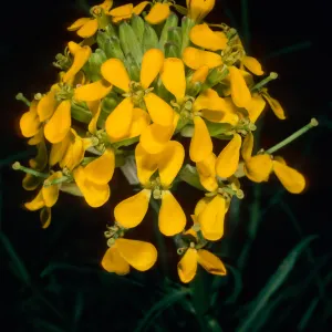 Erysium capitatum, Death Valley trip, Santa Barbara Botanic Garden