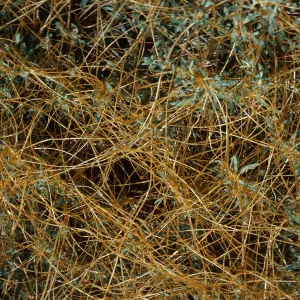 Cuscuta, Litttle Lake