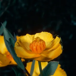 Dendromecon rigida, Beetle, Cuesta, San Luis Opispo County