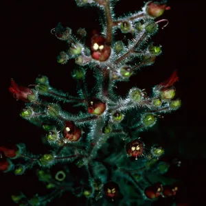 Scrophularia villosa, Avalon Canyon, Santa Catalina