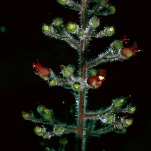 Scrophularia villosa, Avalon Canyon, Santa Catalina