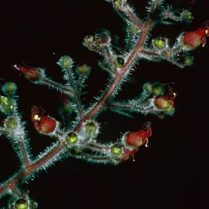 Scropphularia villosa, Avalon Canyon, Santa Catalina