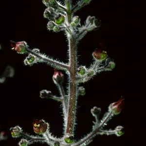  Scrophularia villosa, Cherry Canyon area, Catalina Island