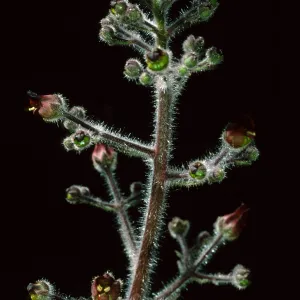  Scrophularia villosa, Cherry Canyon area, Catalina Island